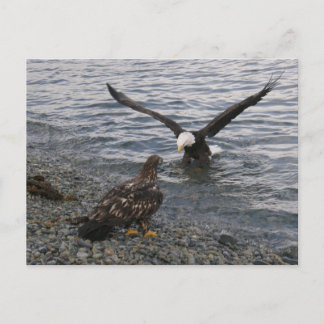 Carte Postale Bald Eagle Landing sur la plage