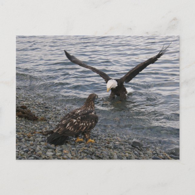 Carte Postale Bald Eagle Landing sur la plage (Devant)