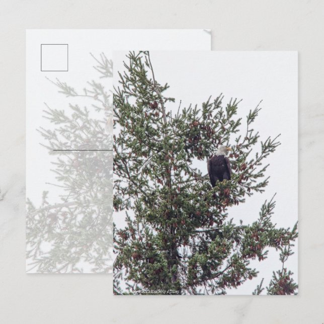 Carte Postale Bald Eagle P2825 (Devant / Derrière)