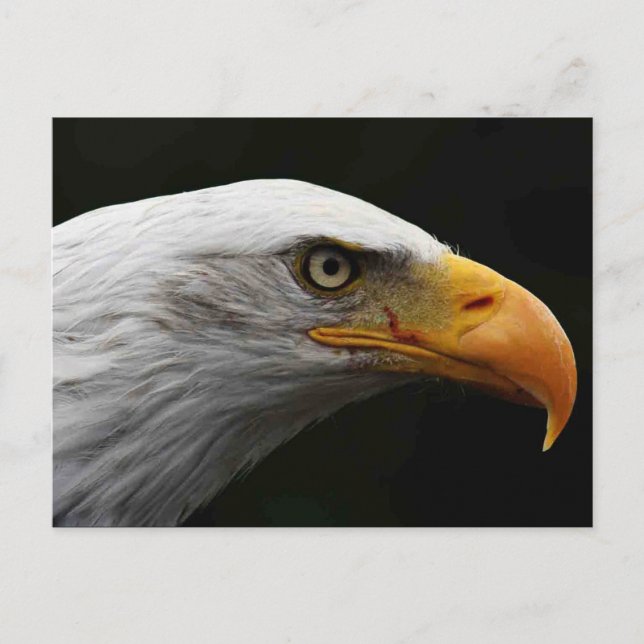 Carte Postale Bald Eagle pccnm (Devant)