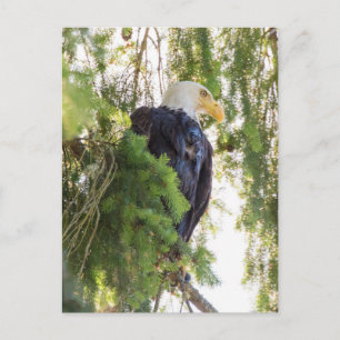 Carte Postale Bald Eagle perché dans Douglas Fir