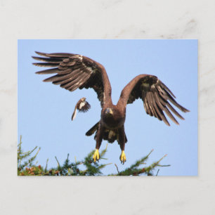 Carte Postale Bald Eagle pourchassé par un oiseau moqueur