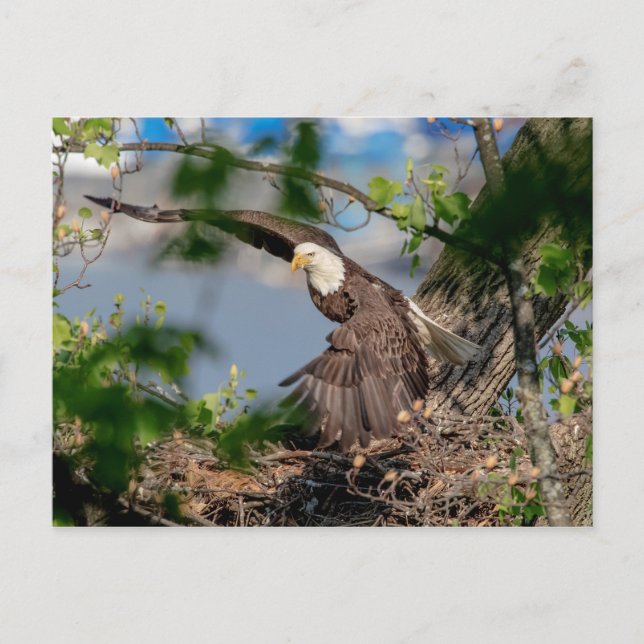 Carte Postale Bald Eagle quittant le nid (Devant)