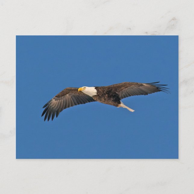 Carte Postale Bald Eagle Sky High (Devant)