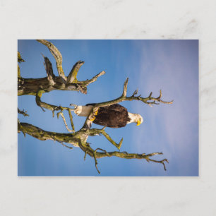 Carte Postale Bald Eagle, Southern Gulf Islands, Colombie-Britan