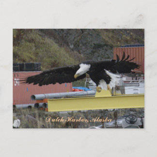 Carte Postale Bald Eagle survolant un quai, hollandais Harbour,