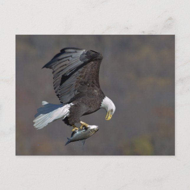Carte Postale Bald Eagle with a fish (Devant)