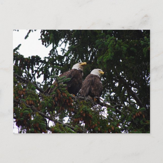 Carte postale Bald Eagles (Devant)