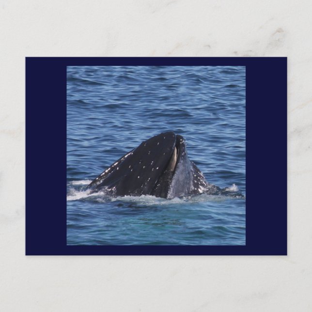 Carte Postale Baleine à bosse (Devant)