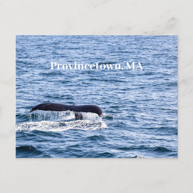 Carte postale baleine à bosse (Devant)