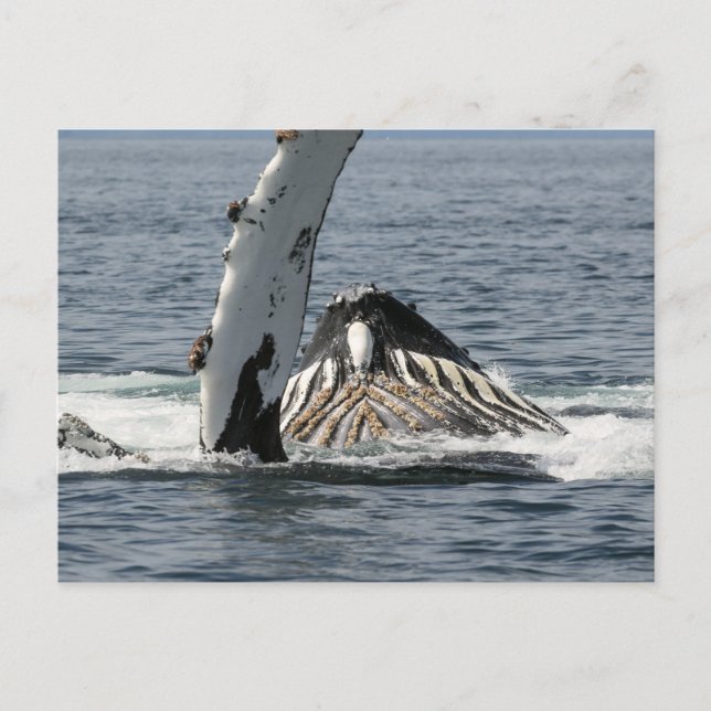 Carte Postale Baleine à bosse (Devant)