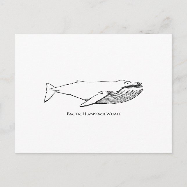 Carte Postale Baleine à bosse du Pacifique (Devant)