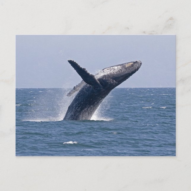 Carte Postale Baleine à bosse du Pacifique... (Devant)