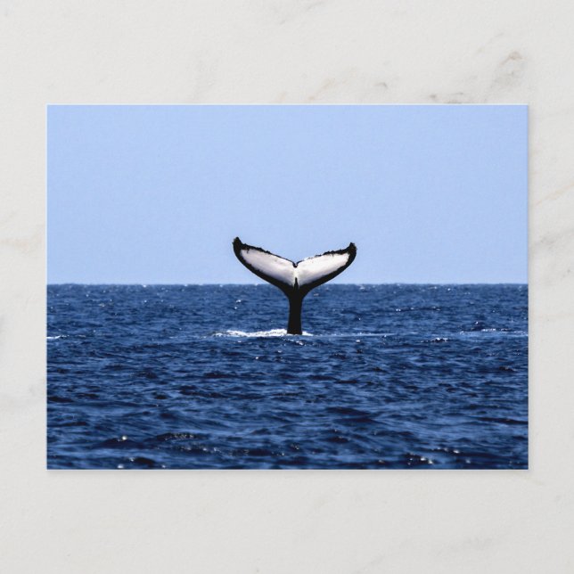 Carte Postale Baleine à bosse en océan (Devant)