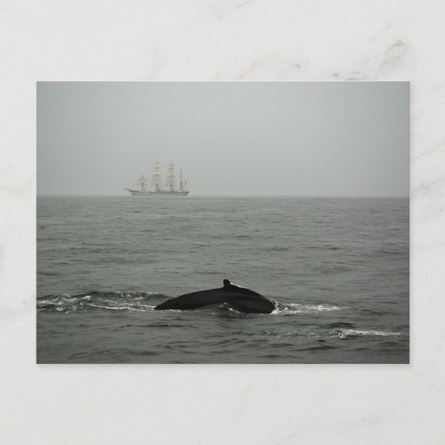 Carte postale Baleine à bosse et grand navire (Devant)