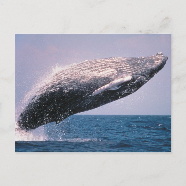 Carte Postale Baleine à bosse faisant une cabriole (Devant)