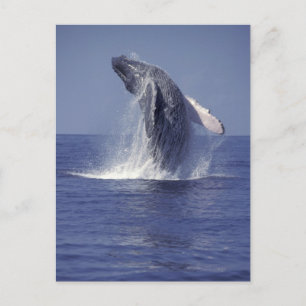 Carte Postale Baleine à bosse faisant une cabriole (Megaptera