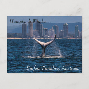 Carte Postale Baleine à bosse Fluke Hors Surfers Paradise