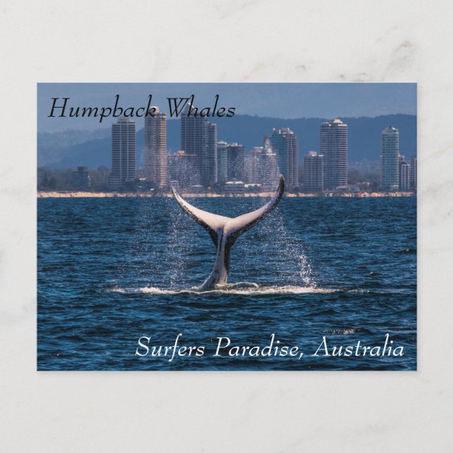 Carte Postale Baleine à bosse Fluke Hors Surfers Paradise (Devant)