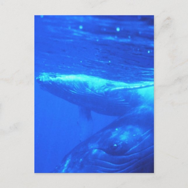 Carte Postale Baleine à bosse mère et veau (Devant)