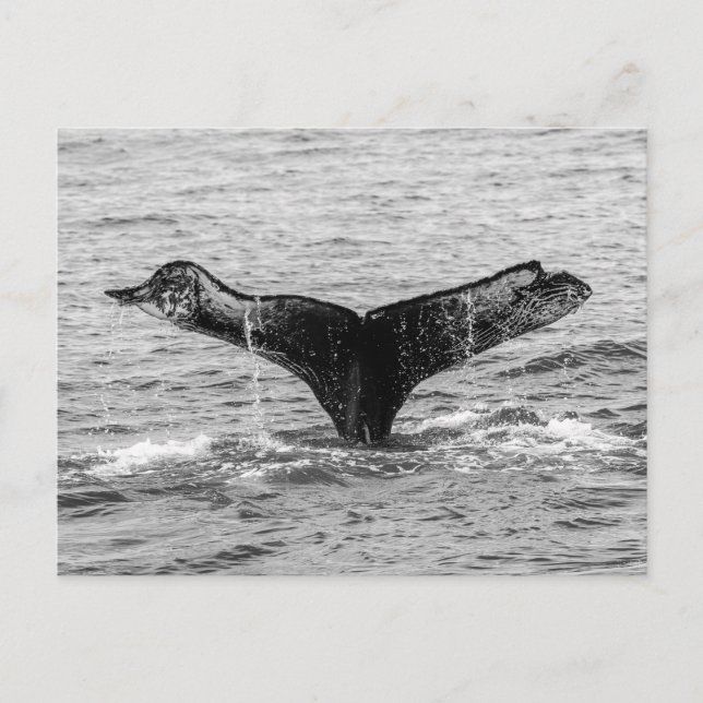 Carte Postale Baleine à bosse - Splash - Photographie de la faun (Devant)