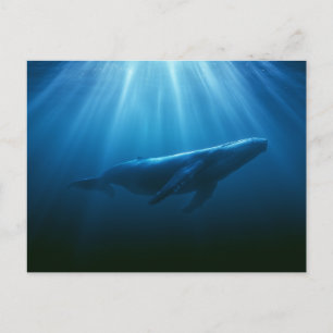 Carte Postale Baleine à bosses sous-marine