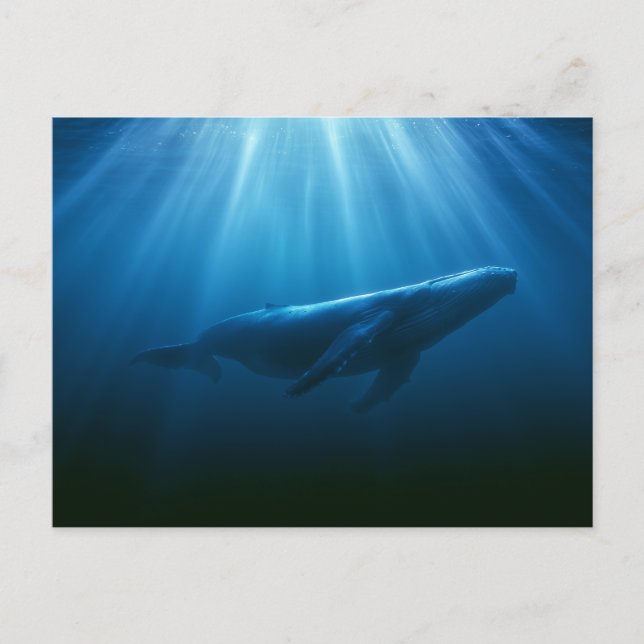 Carte Postale Baleine à bosses sous-marine (Devant)