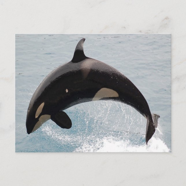 Carte Postale Baleine de Washington Orca (Devant)