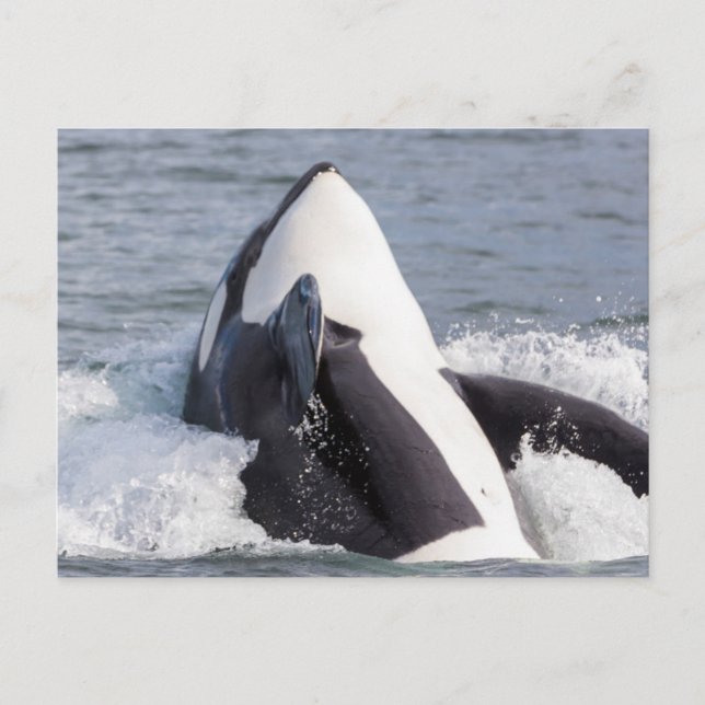 Carte Postale Baleine d'Orca (Devant)