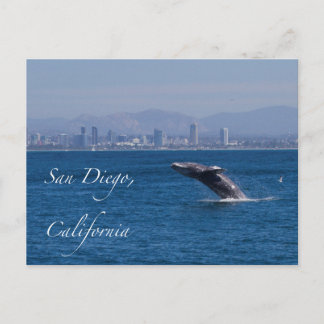 Carte Postale Baleine en San Diego