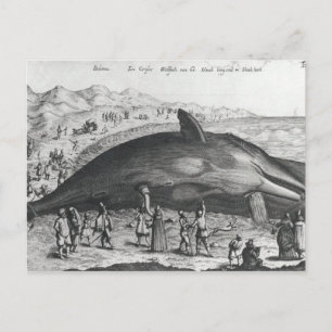 Carte Postale Baleine morte