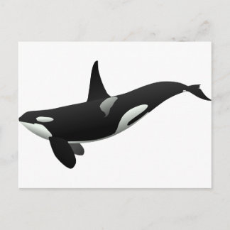 Carte Postale Baleine noire et blanche tueuse à Orca
