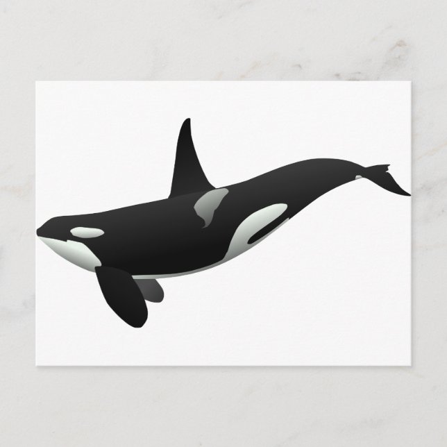 Carte Postale Baleine noire et blanche tueuse à Orca (Devant)