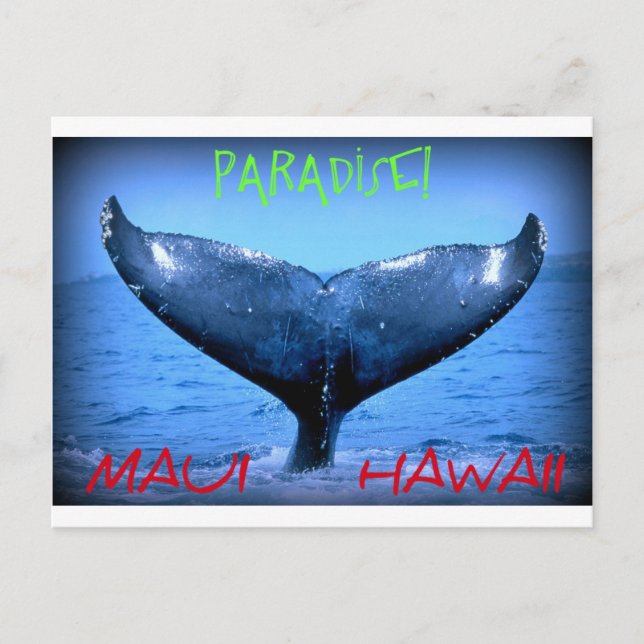 CARTE POSTALE BALEINE TAIL MAUI PARADISE HAWAII (Devant)
