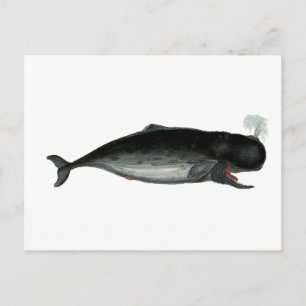 Carte Postale Baleine vintage à rire