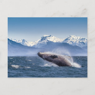 Carte Postale Baleines À Baleines À Baleines À Baleines À Balein