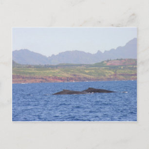 Carte Postale Baleines à bosse hawaïennes