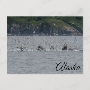 Carte Postale Baleines à bosse mouillage Alaska