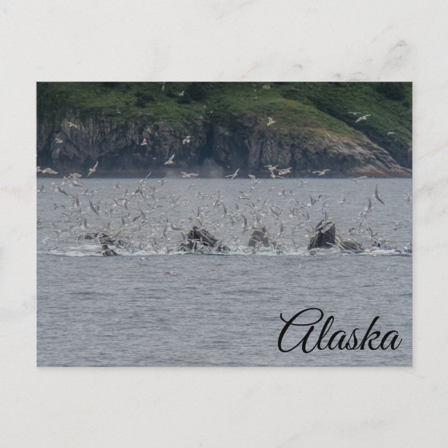 Carte Postale Baleines à bosse mouillage Alaska (Devant)