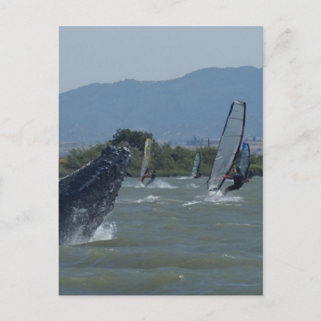 Carte Postale Baleines à bosse repoussées par les Windsurfers (Devant)