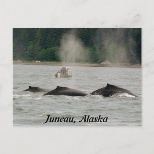 Carte Postale Baleines d'Alaska