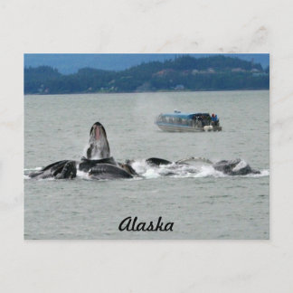 Carte Postale Baleines d'Alaska