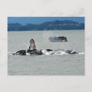 Carte Postale Baleines d'Alaska