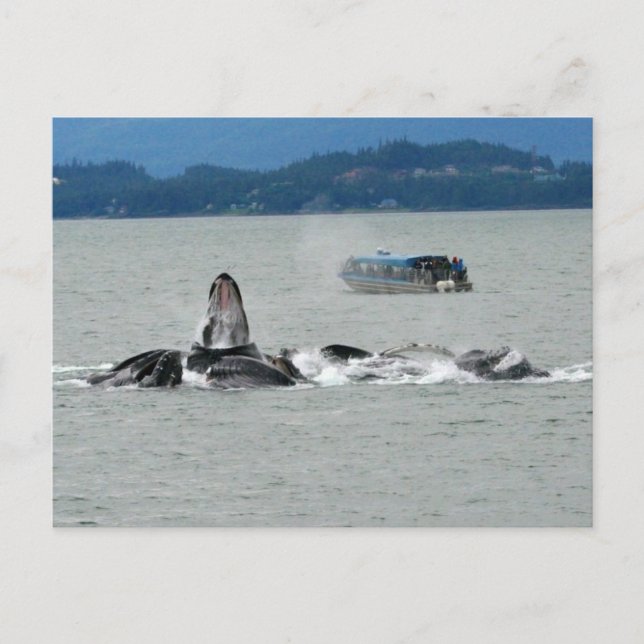 Carte Postale Baleines d'Alaska (Devant)