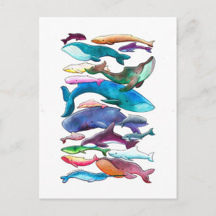 Carte Postale Baleines, dauphins et marsouins