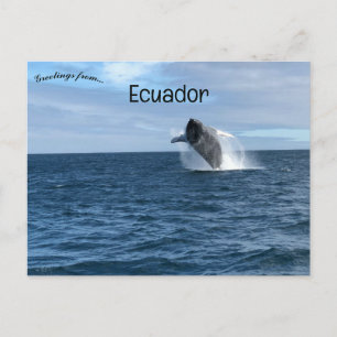 Carte Postale Baleines en Galapagos Père Noël Cruz Ecuador