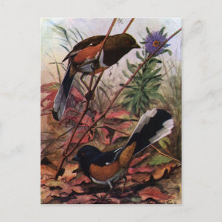 Carte Postale Baleines orientales et aster pourpre