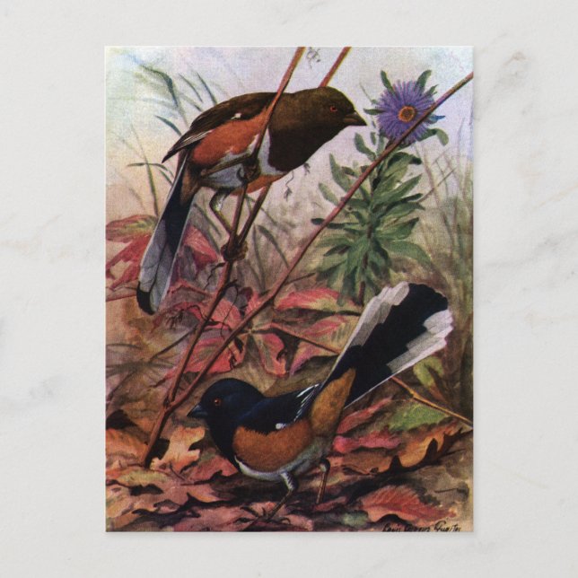 Carte Postale Baleines orientales et aster pourpre (Devant)