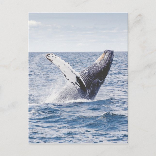 Carte Postale Baleines qui repoussent l'eau (Devant)