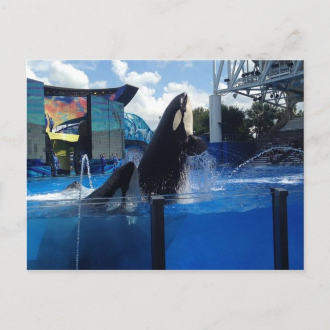 Carte Postale Baleines tueuses en Floride (Devant)